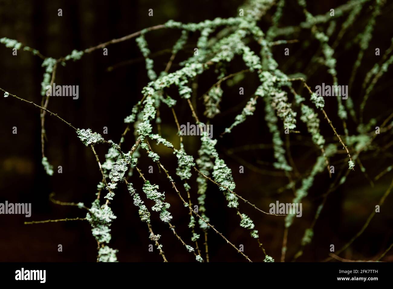 I rami dell'albero coprono con licheni grigi. Alghe, licheni e muschio spesso formano greggi verdi o grigi, polverosi o mussosi, croccanti sui rami e sui tronchi Foto Stock