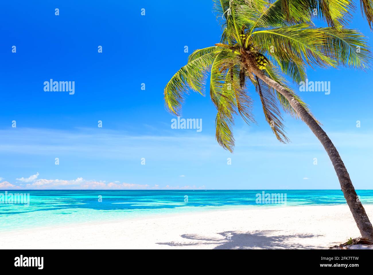 Palme da cocco sulla spiaggia di sabbia bianca di Punta Cana, Repubblica Dominicana. Vacanze di vacanza estate sfondo. Vista su una bella spiaggia tropicale. Foto Stock