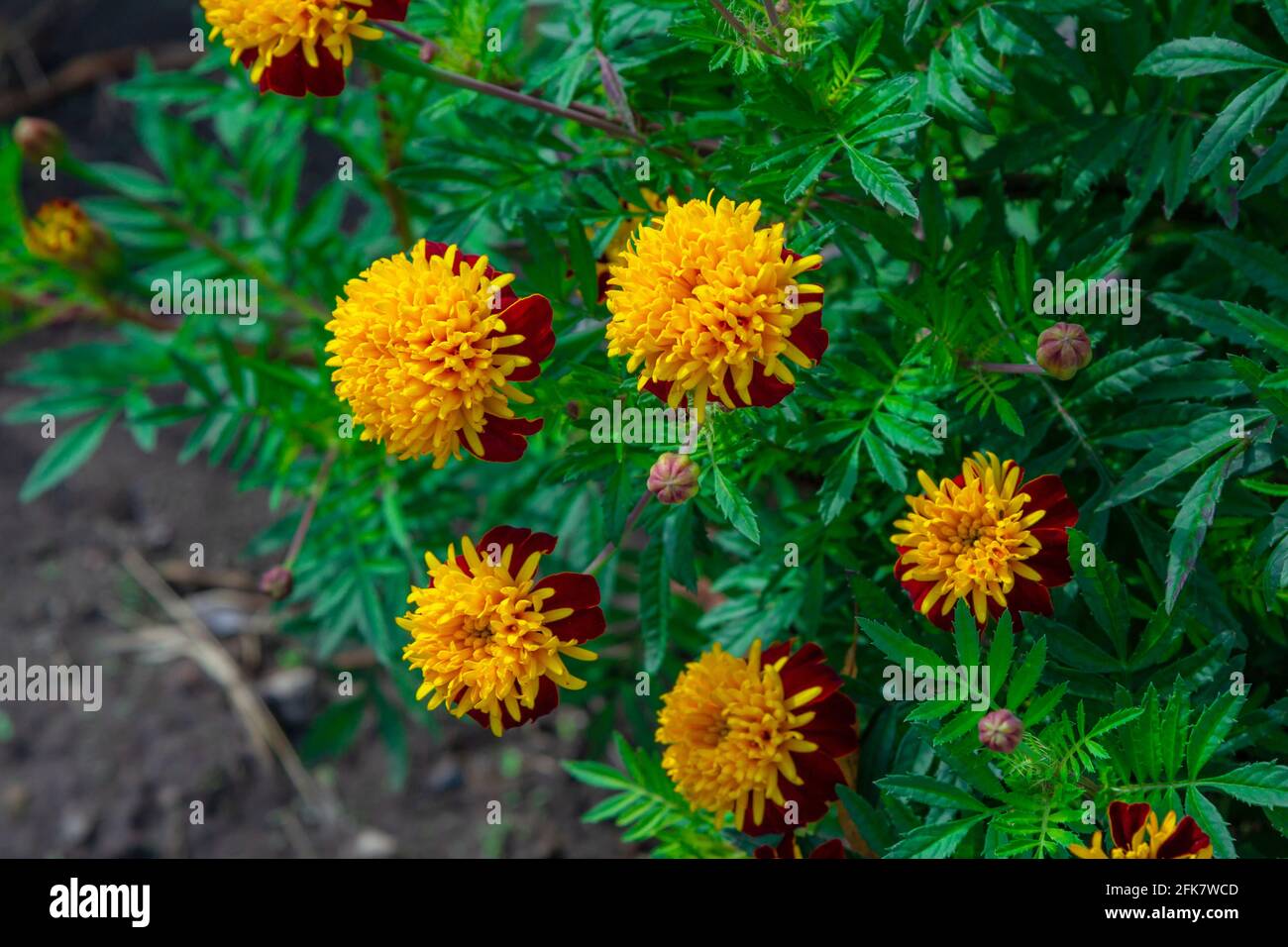 Bellissimi tagetes arancio brillante o fiori di Marigold, che crescono in giardino Foto Stock