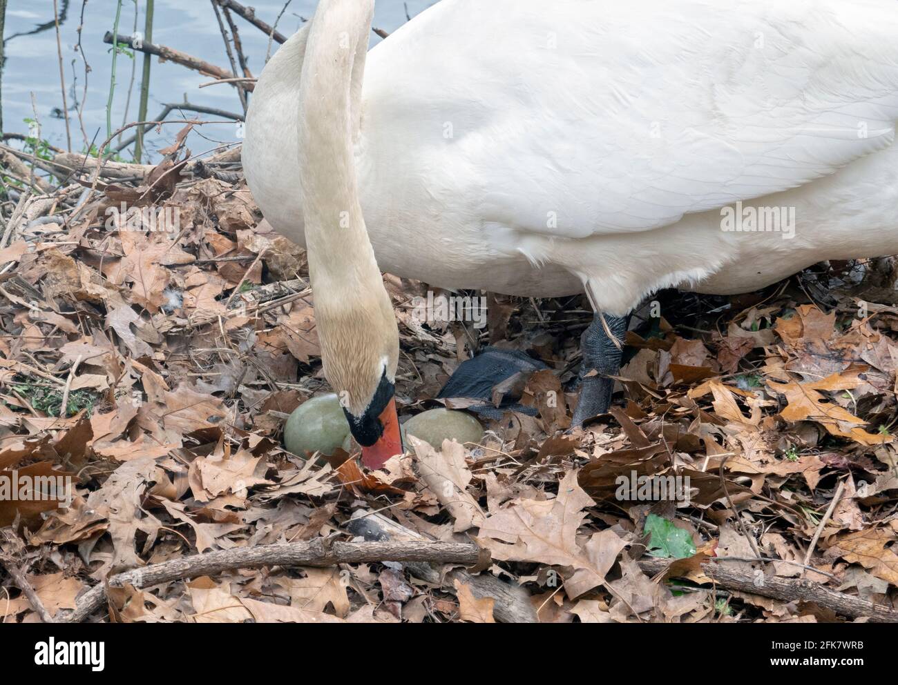 Una femmina cigno muove le sue uova su un nido che ha costruito per 3 uova (2 visibili qui). In un parco a Flushing, Queens, New York City. Foto Stock