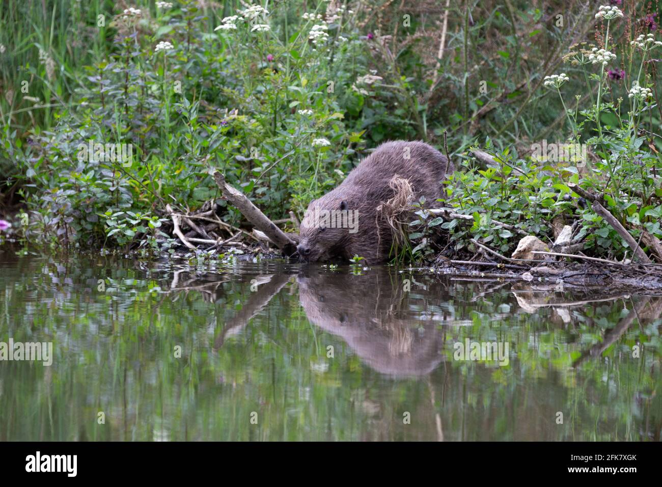 Un caster fuori raccogliendo legno per costruire dighe e il suo lodge Foto Stock