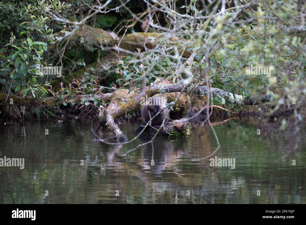 Un caster fuori raccogliendo legno per costruire dighe e il suo lodge Foto Stock