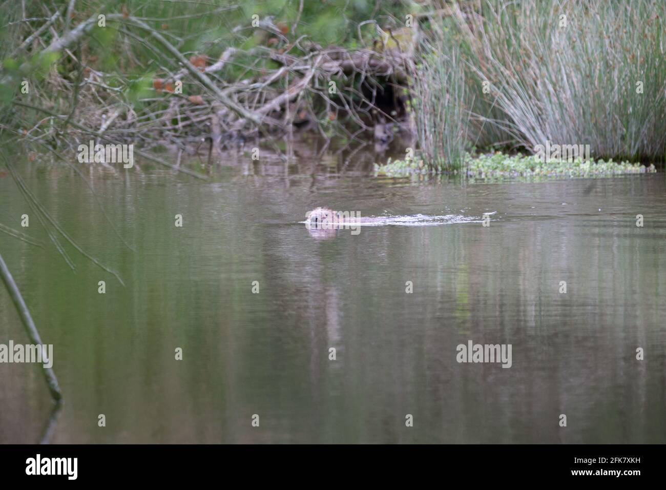Un caster fuori raccogliendo legno per costruire dighe e il suo lodge Foto Stock