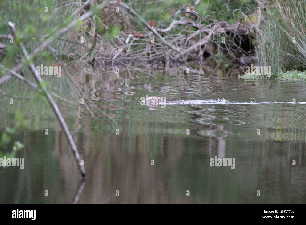 Un caster fuori raccogliendo legno per costruire dighe e il suo lodge Foto Stock