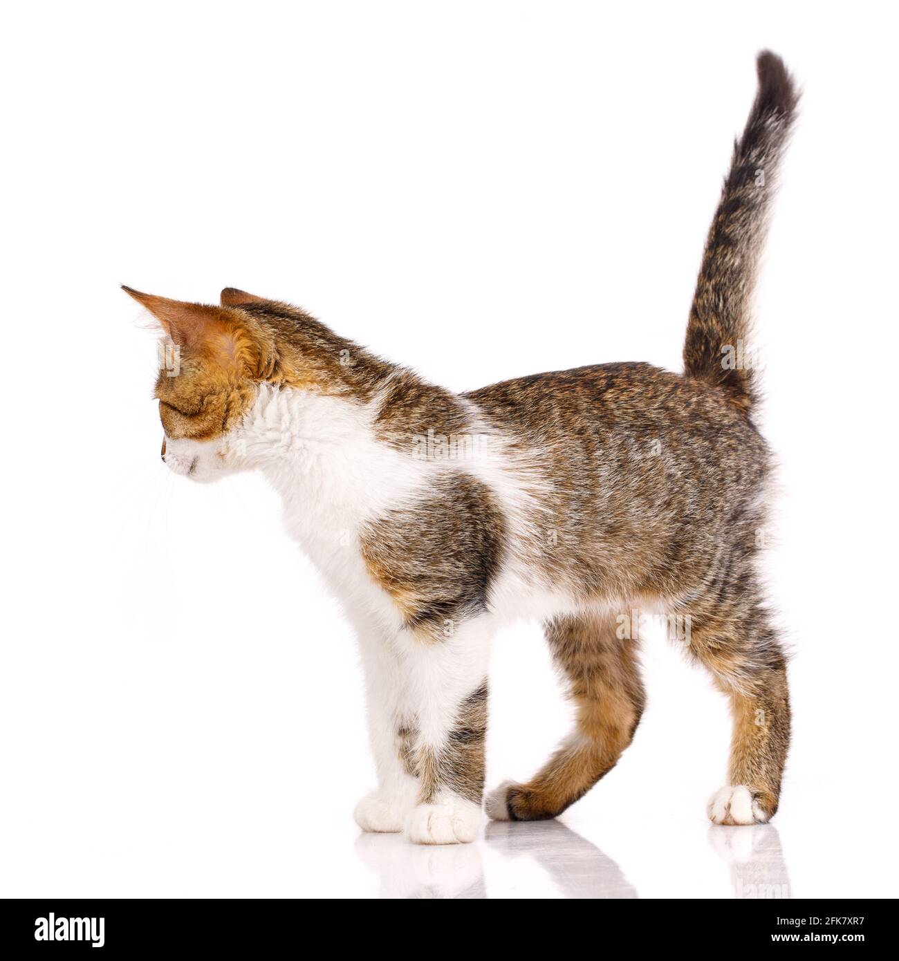 Il piccolo gatto si allontana dalla telecamera su uno sfondo bianco. Il gatto domestico con una coda rialzata è distratto dal tiro. Foto Stock