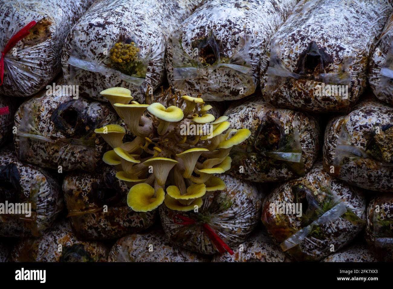 Funghi di ostrica gialla, coltivazione di funghi, cibo biologico sano Foto Stock