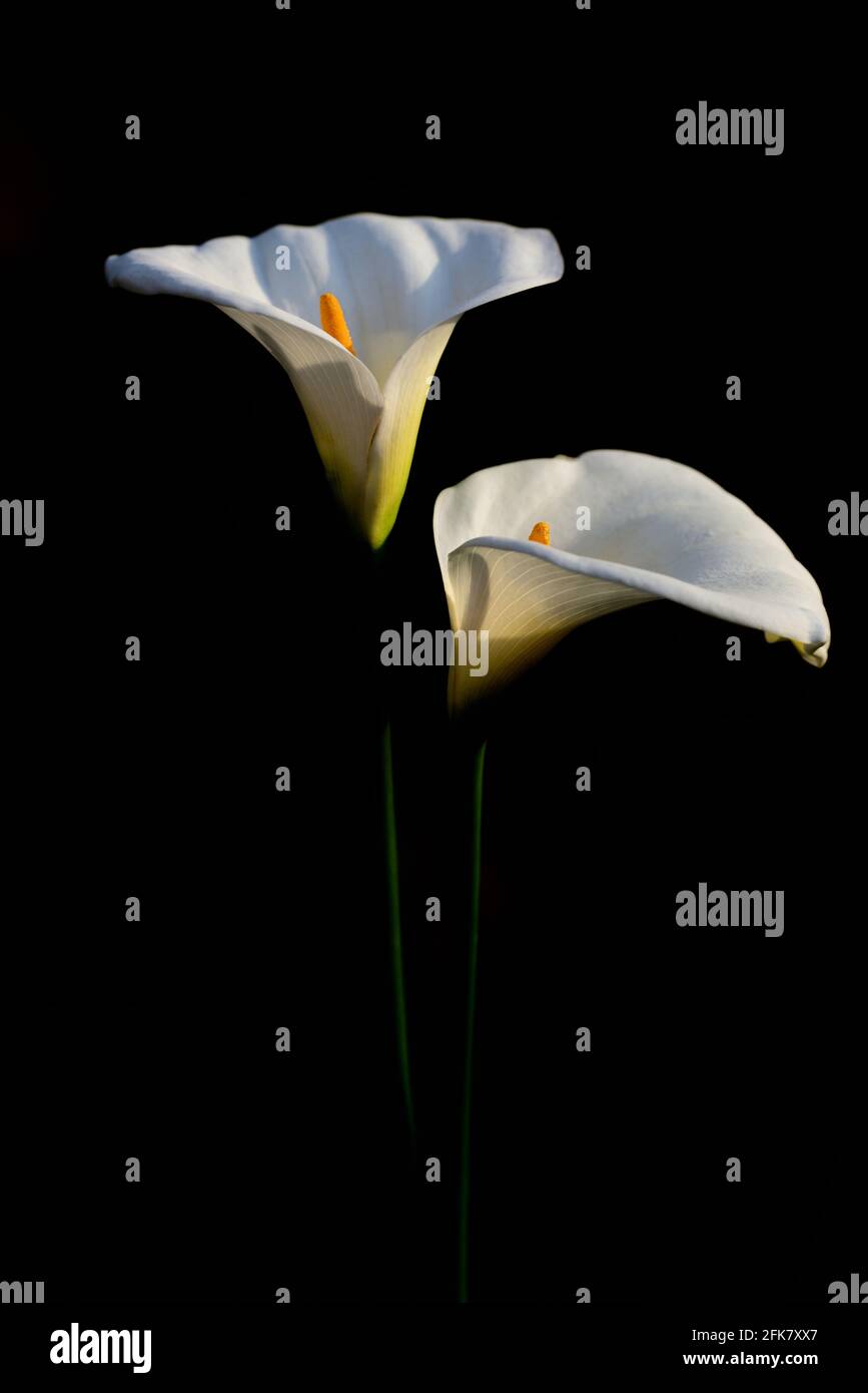 Due fiori bianchi di Zantedeschia aethiopica, comunemente noti come giglio di calla e giglio di arum, su uno sfondo scuro Foto Stock