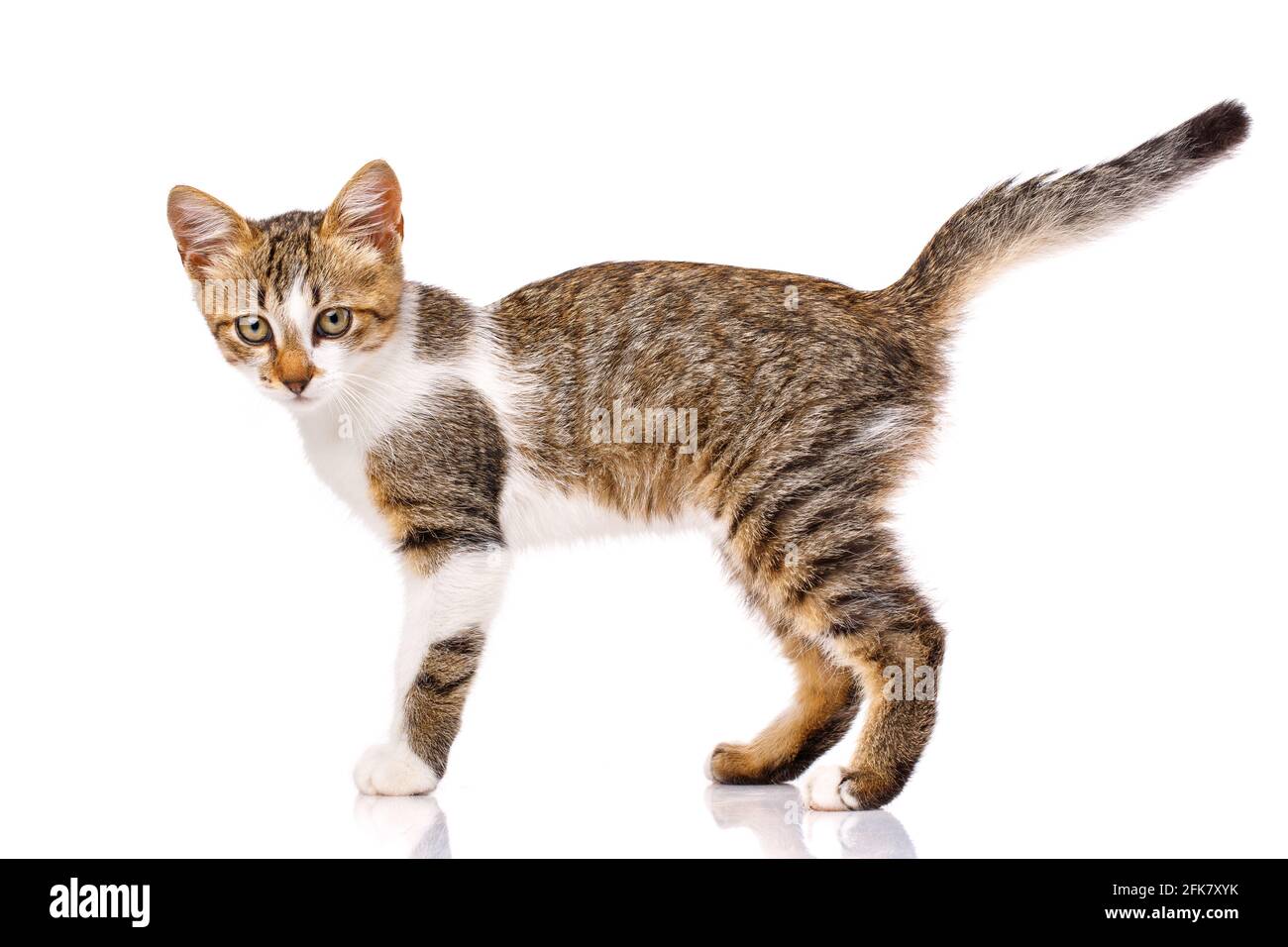 Bellissimo gattino domestico con pelliccia bianca, grigia e marrone, che si erge lateralmente al fotografo su uno sfondo bianco e guarda il camer Foto Stock