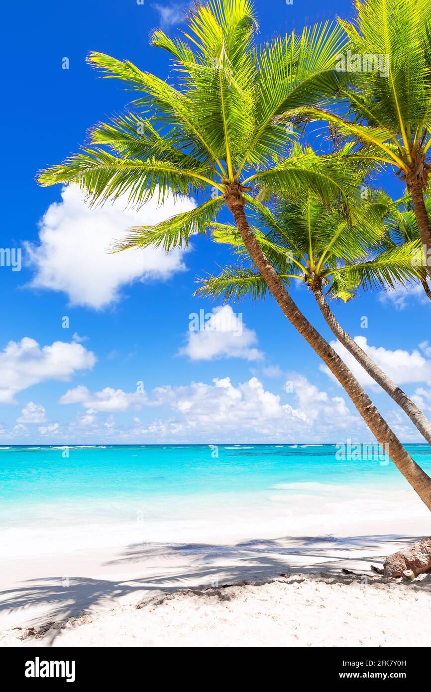 Palme da cocco sulla spiaggia di sabbia bianca di Punta Cana, Repubblica Dominicana. Vacanze di vacanza estate sfondo. Vista su una bella spiaggia tropicale. Foto Stock