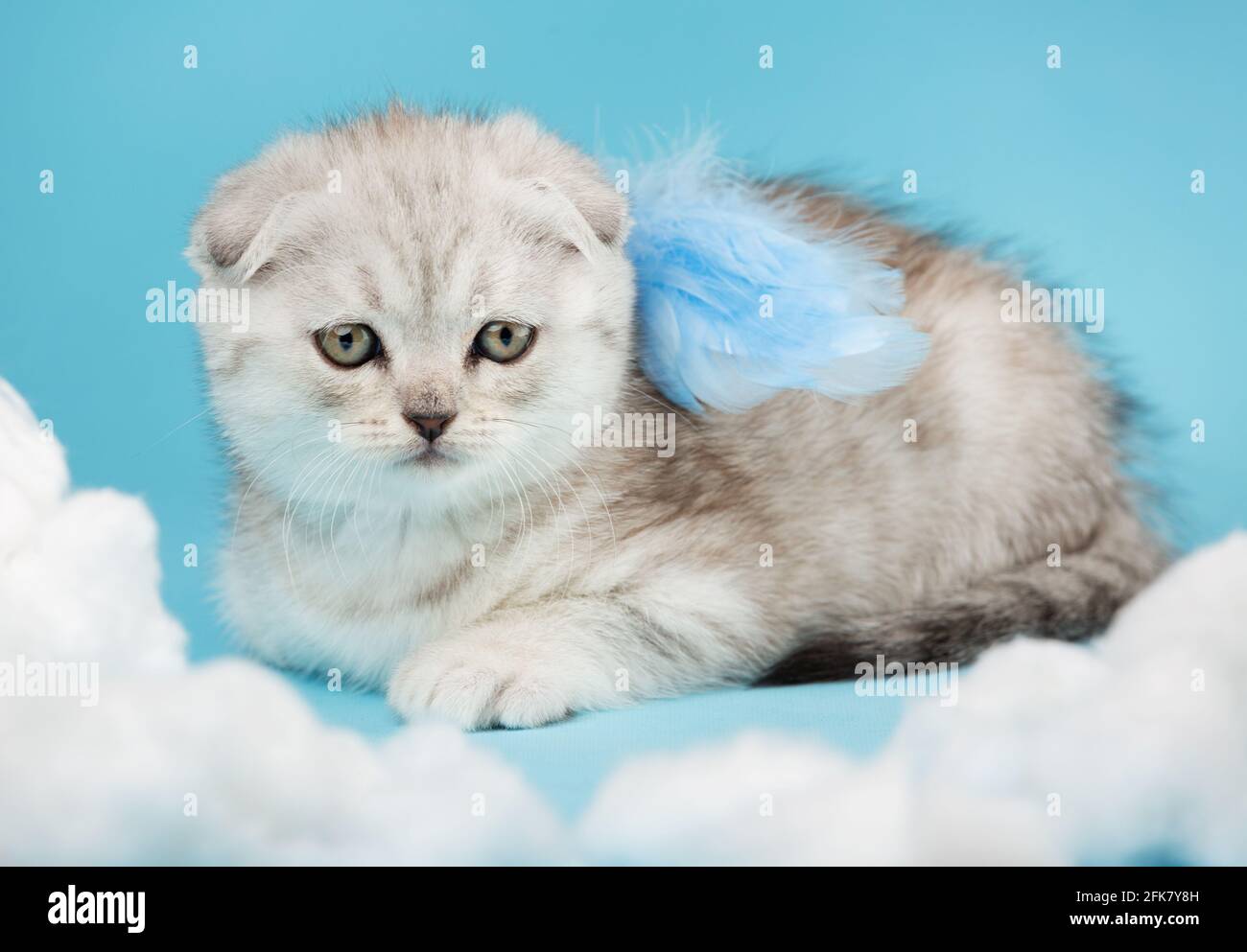 Primo piano ritratto di un gattino scozzese con piccole ali d'angelo blu. Gatto a righe di color crema giace con una zampa estensibile e guarda nel camer Foto Stock