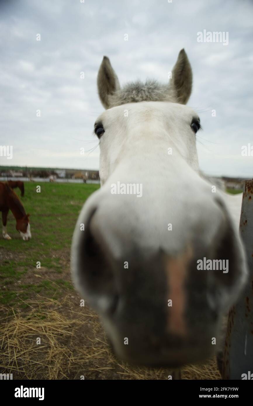 Bianco cavallo closeup ritratto. I cavalli smalano in un giorno nuvoloso di primavera. Primo piano con il viso divertente. Foto Stock