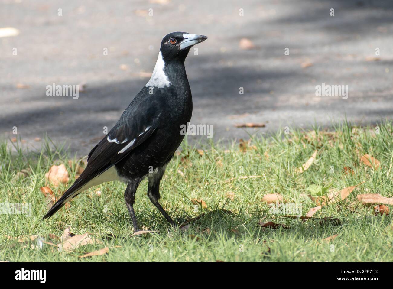 Ritratto di una magpie australiana (Gymnorhina tibicen) camminando sull'erba in sole luminoso rivolto a destra Foto Stock