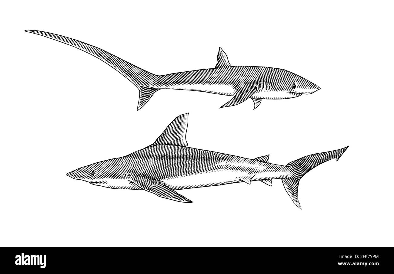Squalo trebber e squalo toro Atlantico o predatore di porbeagle sgombro. Animale marino. Vita marina. Schizzo inciso vintage disegnato a mano. Pesci dell'oceano. Vettore Illustrazione Vettoriale