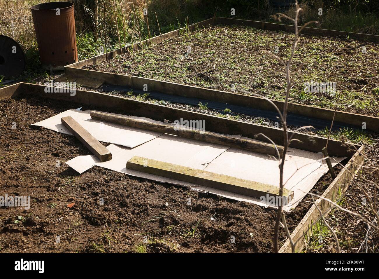 Vecchio imballaggio di cartone riciclato per sopprimere erbacce e terreno caldo Prima di piantare pottoes di seme in un giardino inglese nel Regno Unito Foto Stock