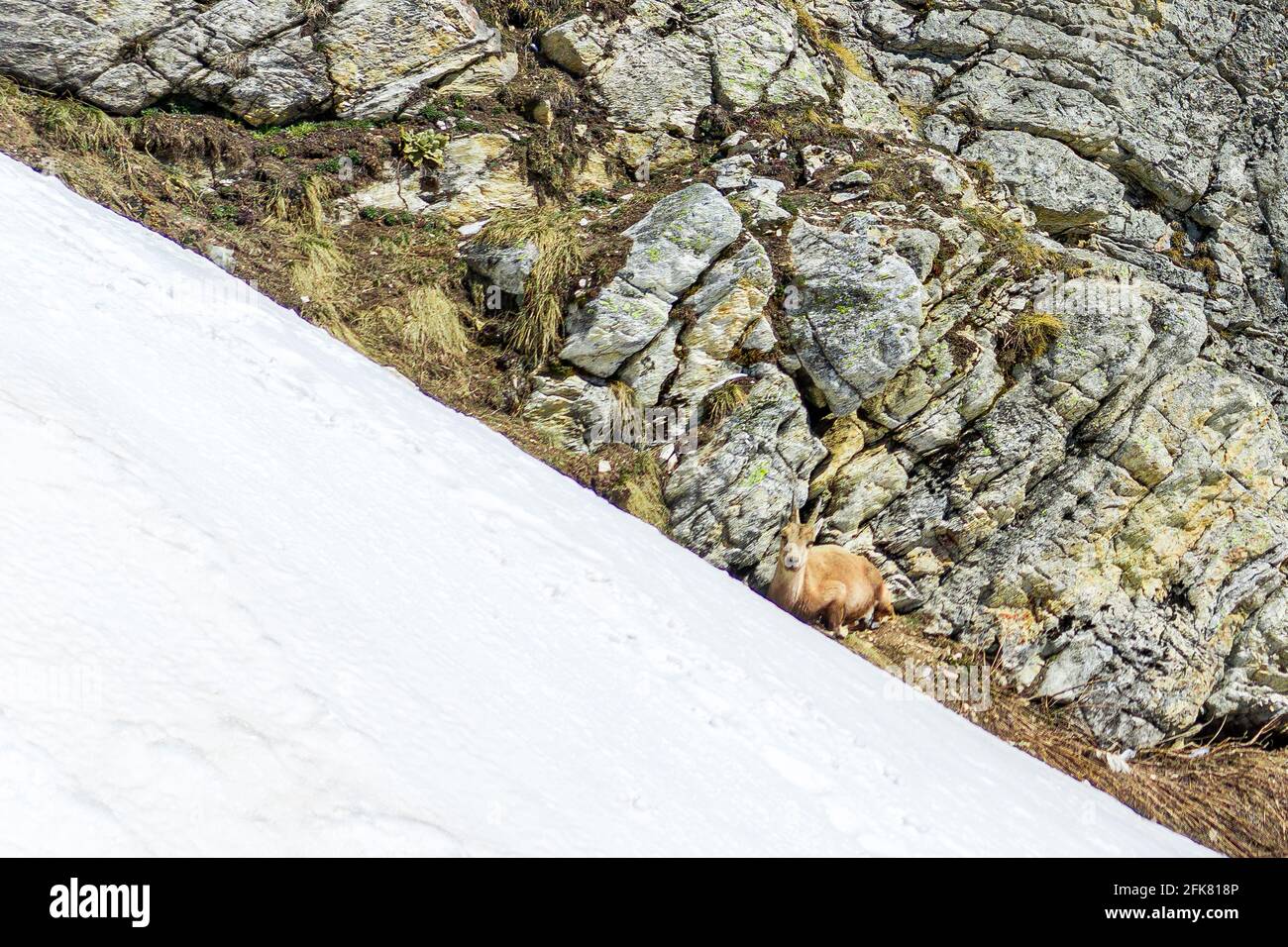 Camosci di piccole dimensioni nella montagna delle Alpi in Val Isere, Francia Foto Stock