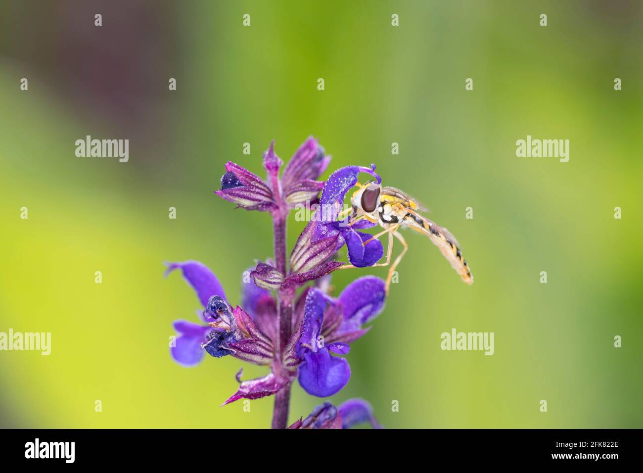 Volata lunga (Scripta di Sphaerophoria) che riposa su Salvia nemorosa - il salvia del bosco, clary balcanico, salvia blu o salvia selvaggia Foto Stock
