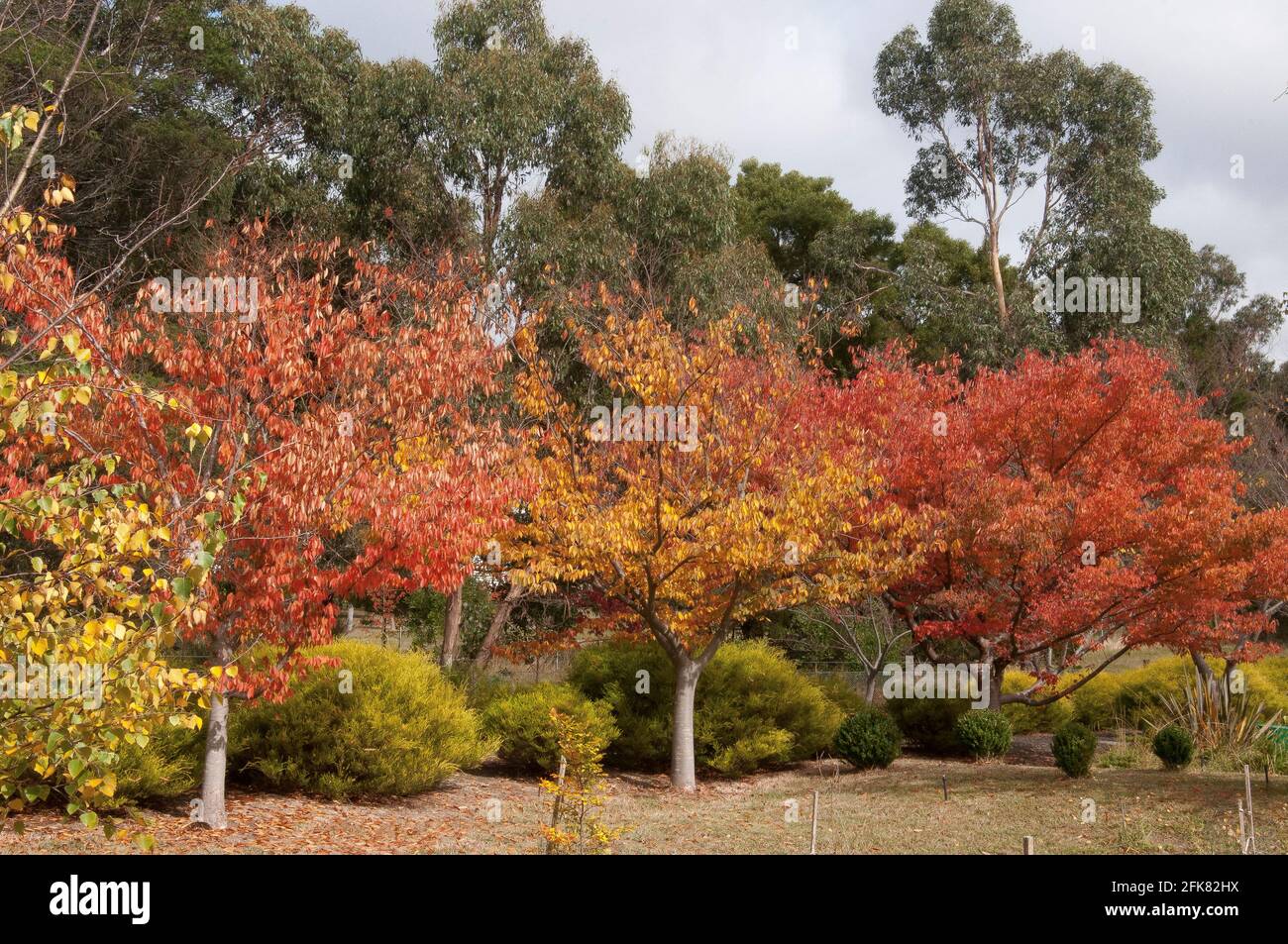 Colori dell'autunno (autunno) antipodino che fioriscono in un giardino privato a 615 metri ASL sul Monte Macedone, Victoria, Australia Foto Stock