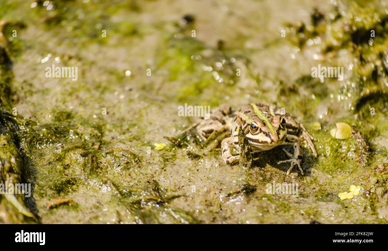 01. 05. 2017. Fiume Danubio - Serbia, Novi Sad, Petrovaradin. Rana nel suo ambiente naturale Foto Stock