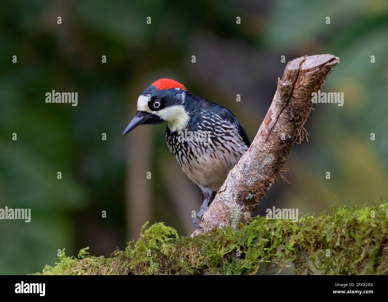 Picchio di Acorn (Melanerpes formicivorus) arroccato su un ramo nelle giungle della Costa Rica. Foto Stock