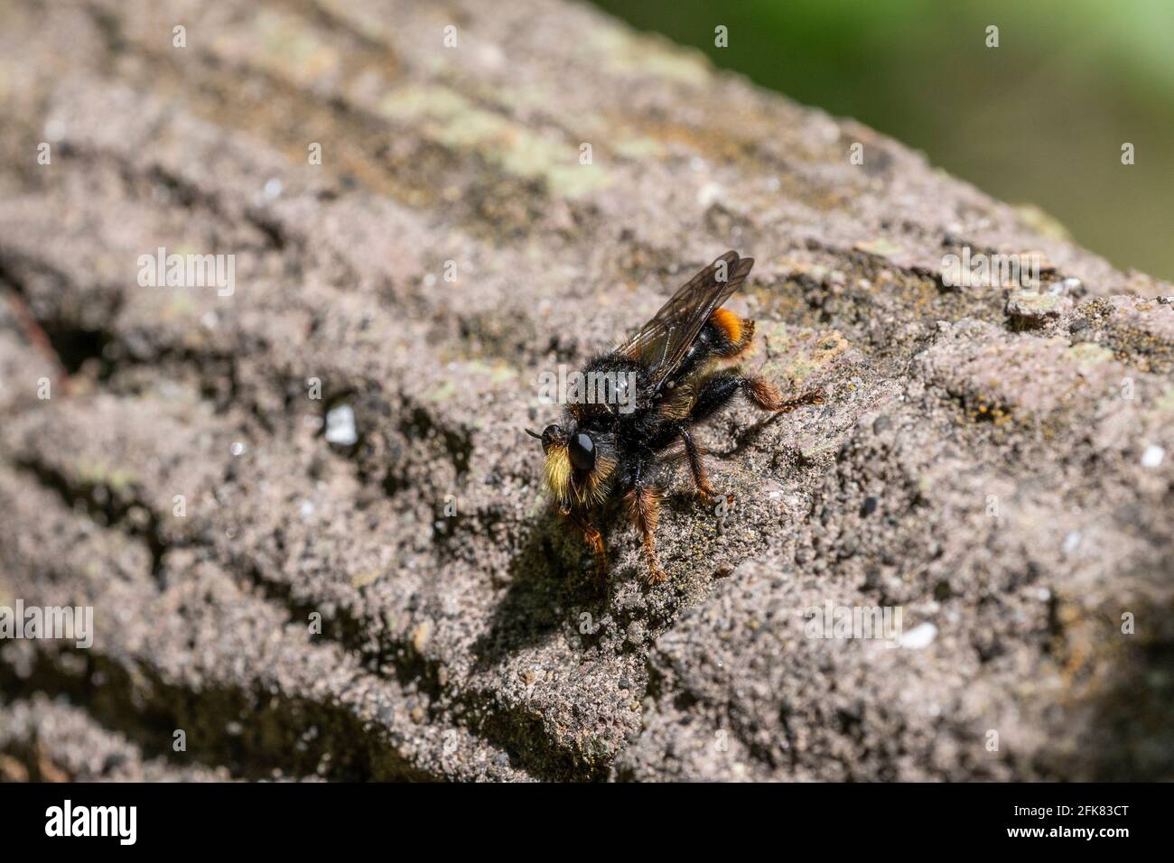 Robber vola (Promachus yesonicus), Isehara città, Prefettura di Kanagawa, Giappone Foto Stock