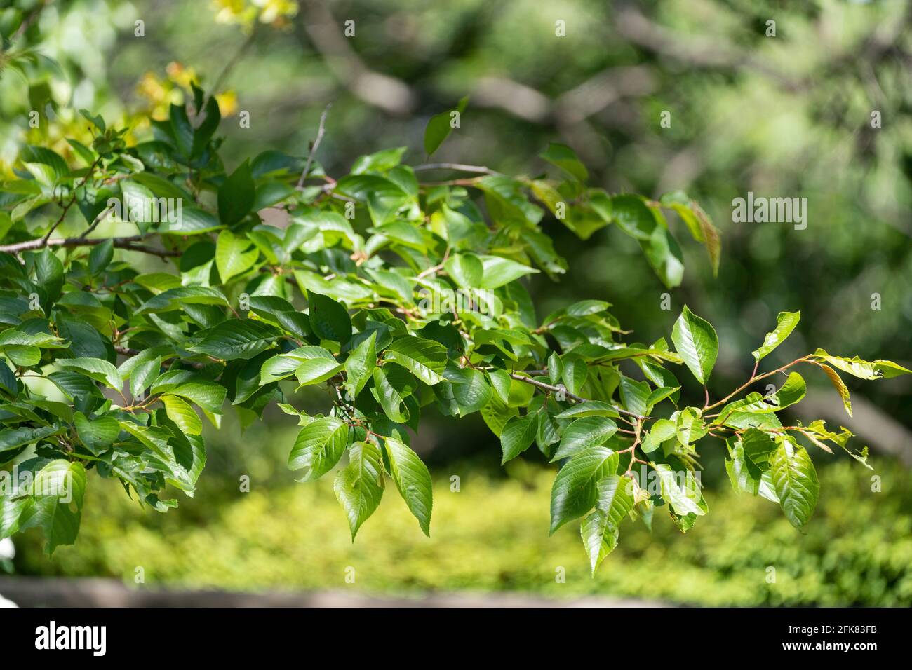 Ciliegio il mese di aprile, Isehara Città, Prefettura di Kanagawa, Giappone. Foglie verdi fresche. Foto Stock