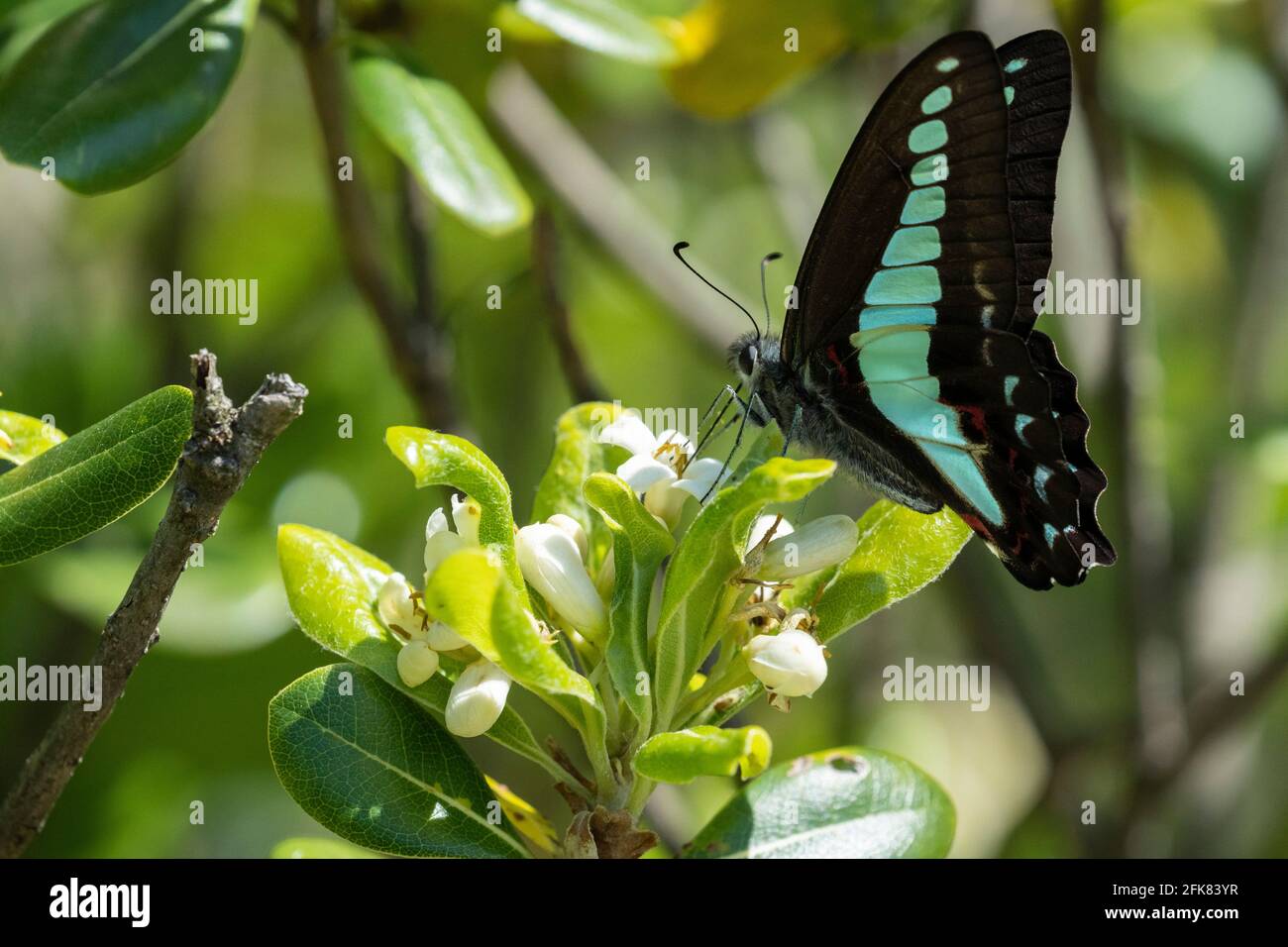 Comune bluebottle (Graphium sarpedon), Isehara Città, Prefettura di Kanagawa, Giappone Foto Stock