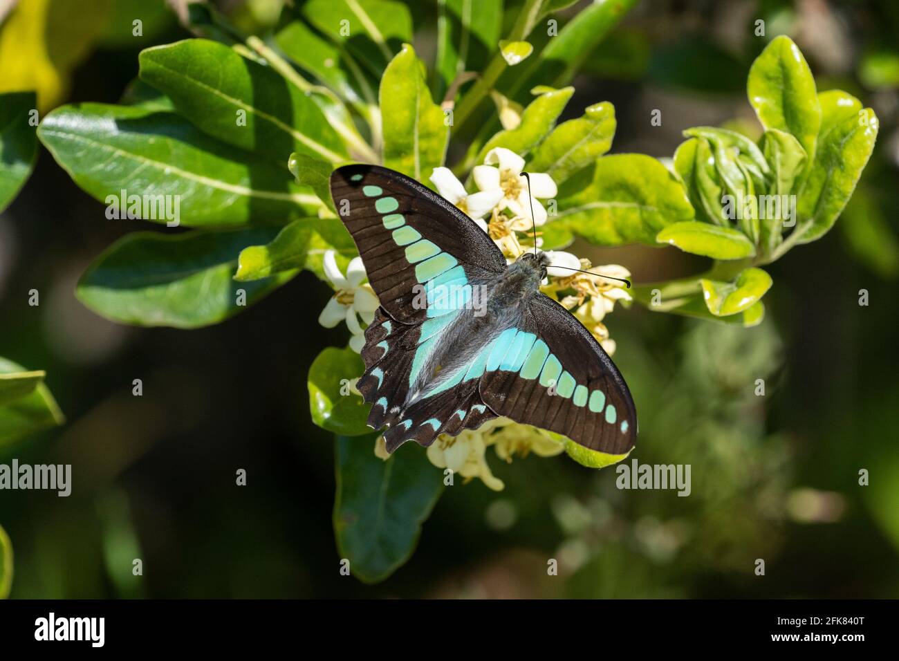 Comune bluebottle (Graphium sarpedon), Isehara Città, Prefettura di Kanagawa, Giappone Foto Stock