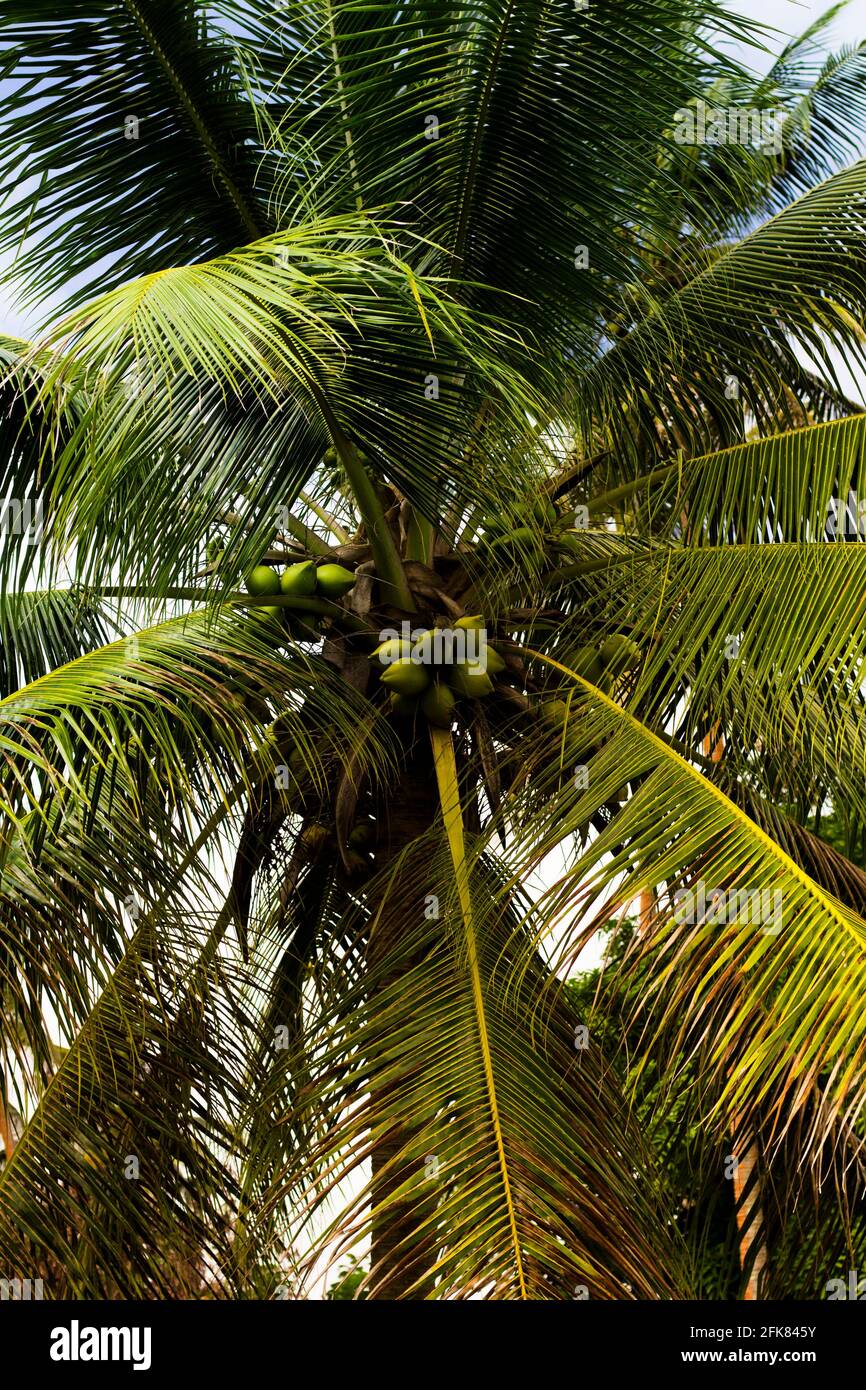 Albero di cocco in Vanuatu in piedi alto Foto Stock Albero di cocco in Vanuatu in piedi alto Foto Stock