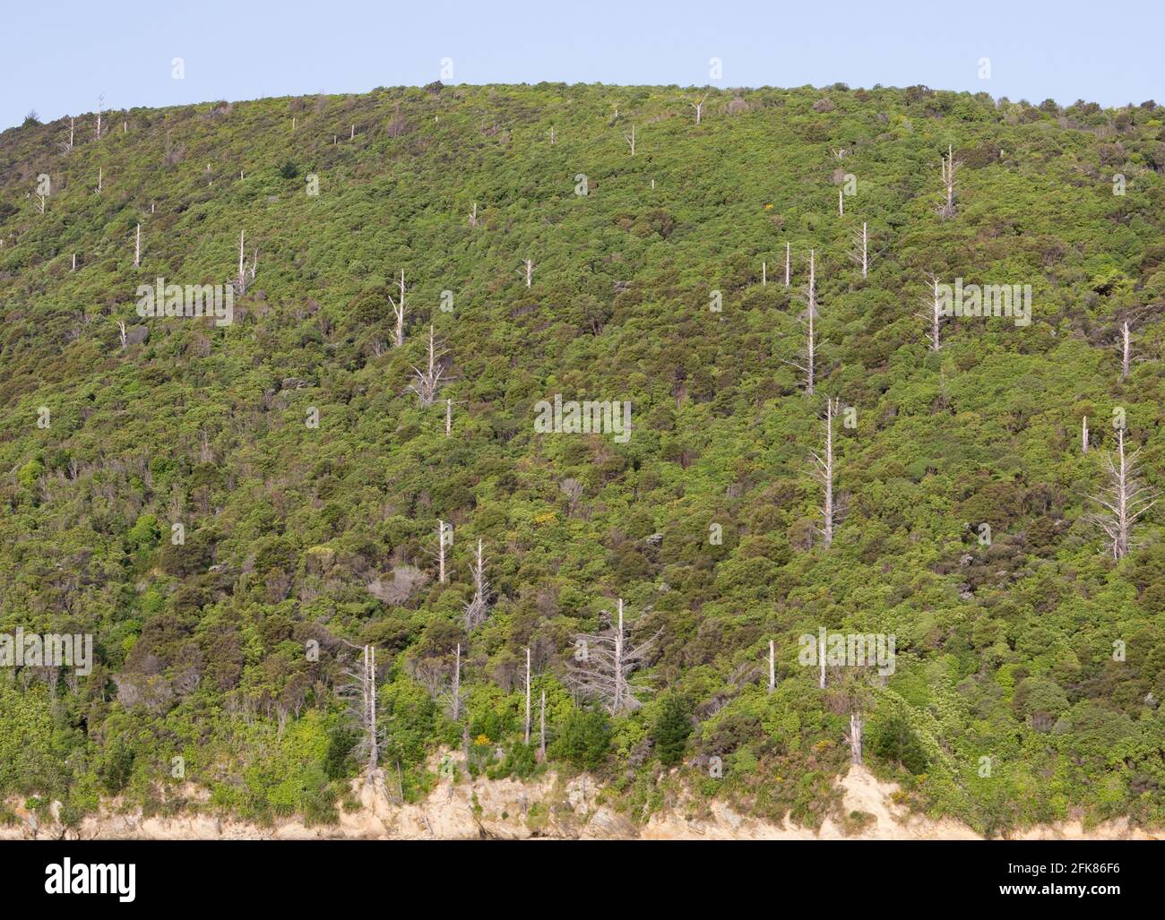 Pendii boschivi della Queen Charlotte Sound/Marlborough suona la NZ alberi morti sparsi tra la foresta inferiore Foto Stock