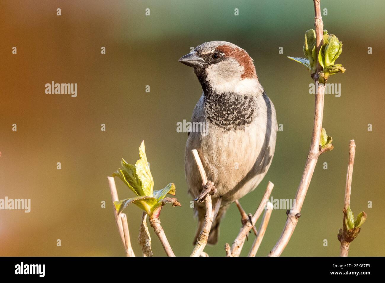 Passera di casa maschile seduto su un ramo Foto Stock