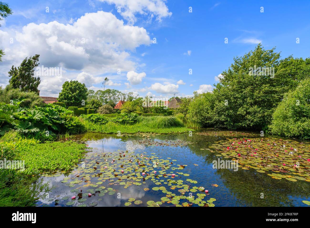 Il Pond Horse con le ninfee rosa e rossa e Gunnera Tinctoria a Great Dixter, Northiam, East Sussex, casa del famoso giardiniere Christopher Lloyd Foto Stock