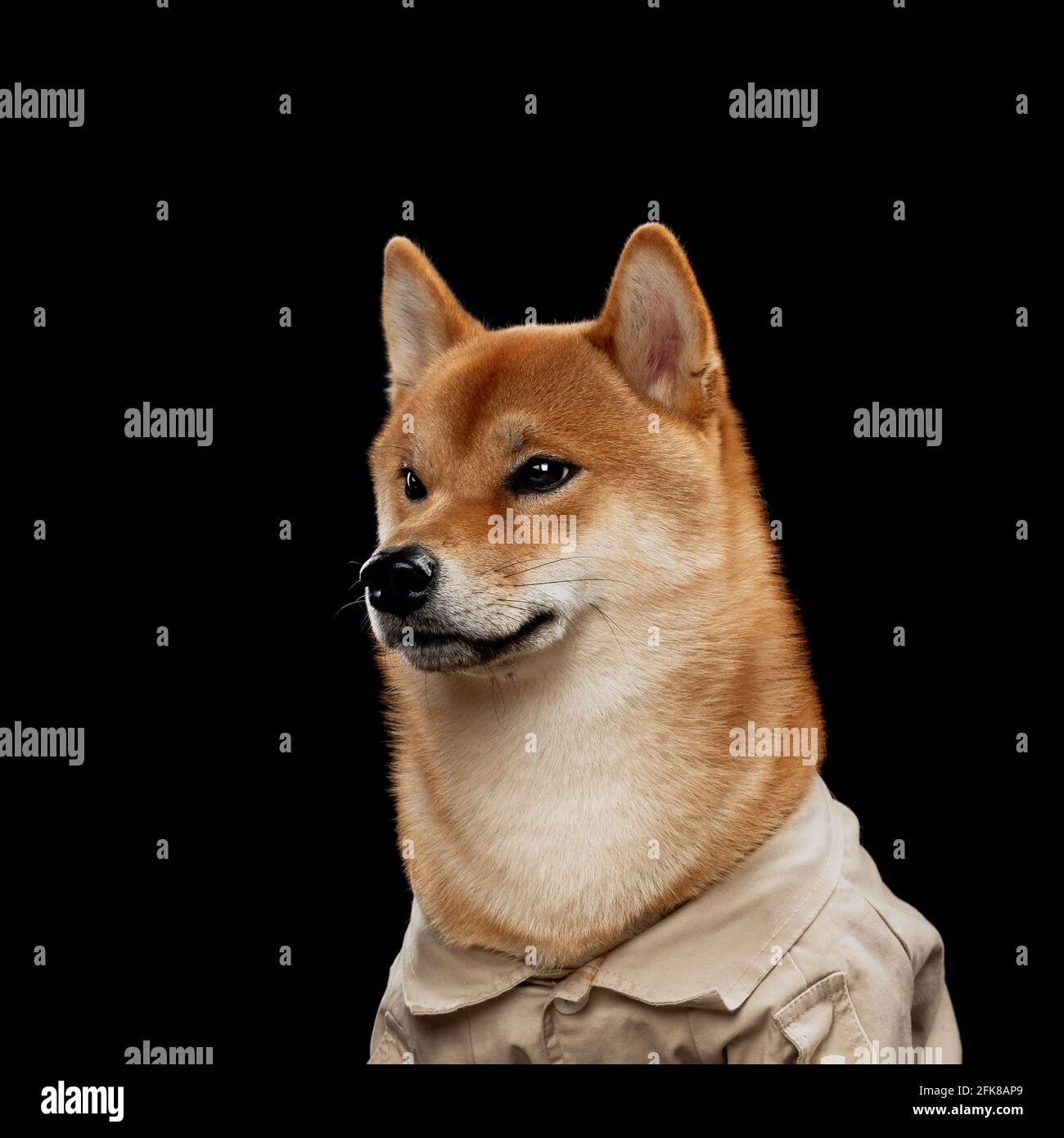 red shiba inu cane giapponese in studio Foto Stock