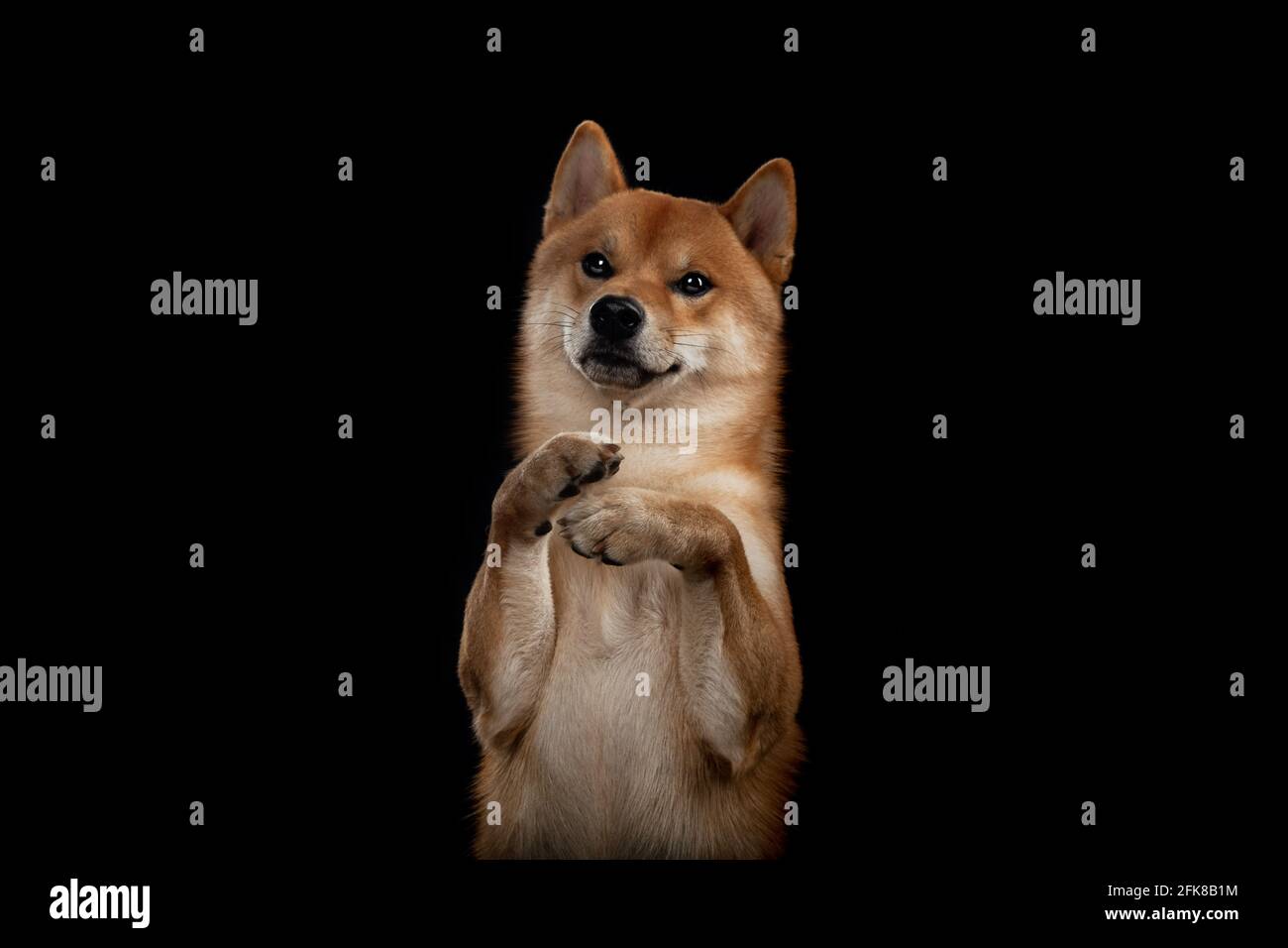 red shiba inu cane giapponese in studio Foto Stock