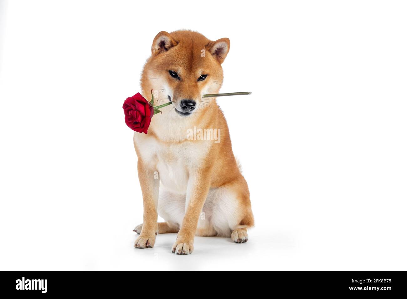 red shiba inu cane giapponese in studio Foto Stock