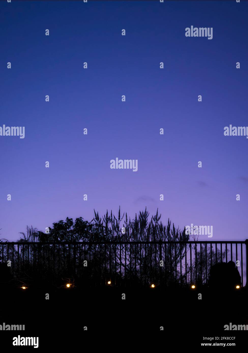 La silhouette delicata di un grumo di pampas erba contro un profondo cielo crepuscolo viola e blu gradato, calma e pacifica. Foto Stock