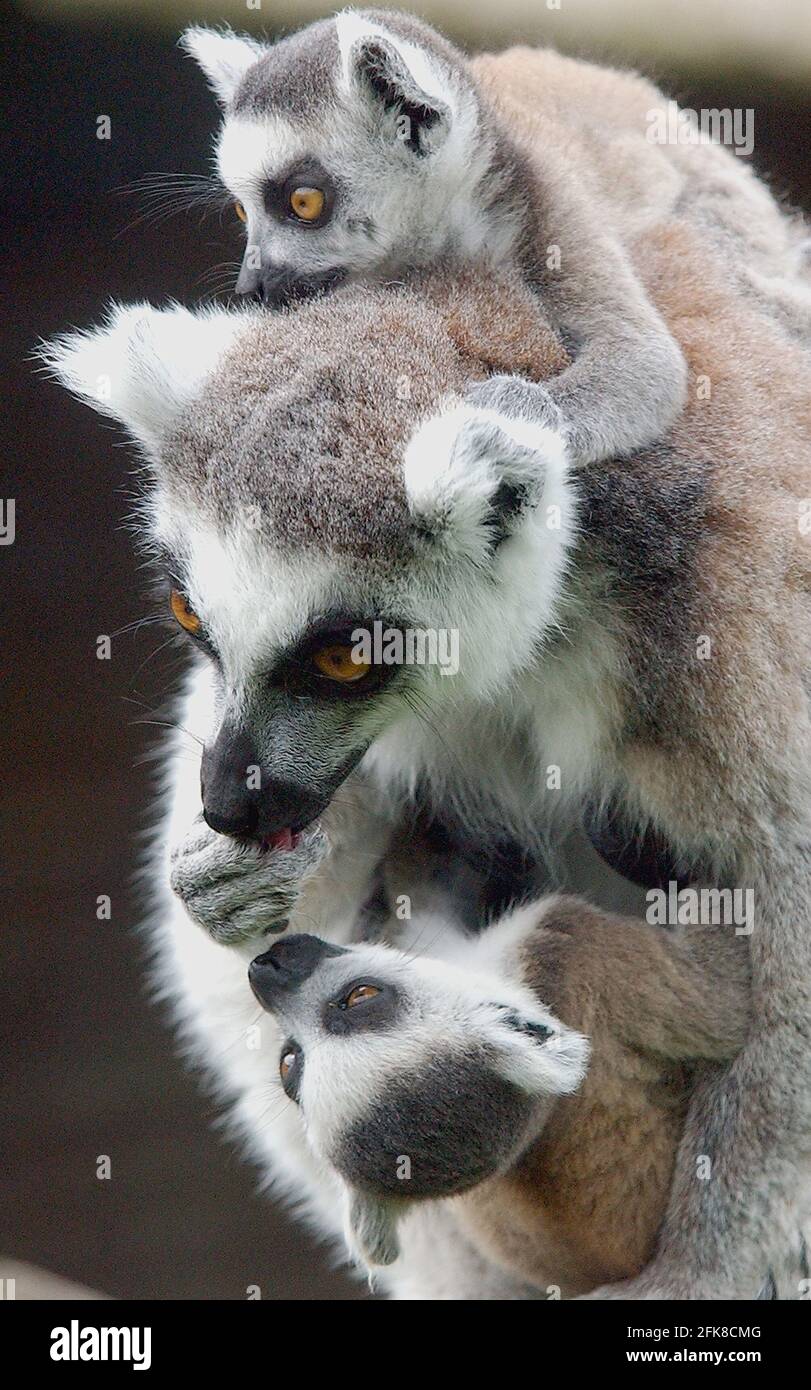 CLAIRE, LEMURA CON CODA AD ANELLO, MOSTRA I SUOI GEMELLI AL MARWELL ZOO, HAMPSHIRE. SONO LA TERZA SERIE DI GEMELLI LEMURI NATI A MARWELL QUEST'ANNO. I LEMURI CON CODA AD ANELLO, RINVENUTI SOLO IN MADAGASCAR, SONO SEMPRE PIÙ MINACCIATI DALLA DISTRUZIONE DELLE FORESTE. IL DISEGNO DI LEGGE DI MARWELL HALL HA DETTO CHE 'STIAMO LOTTANDO PER SALVARE I LEMURI THATS PERCHÉ I PROGRAMMI DI ALLEVAMENTO COME IL NOSTRO SONO ESSENZIALI' PIC. MIKE WALKER, 2002 Foto Stock