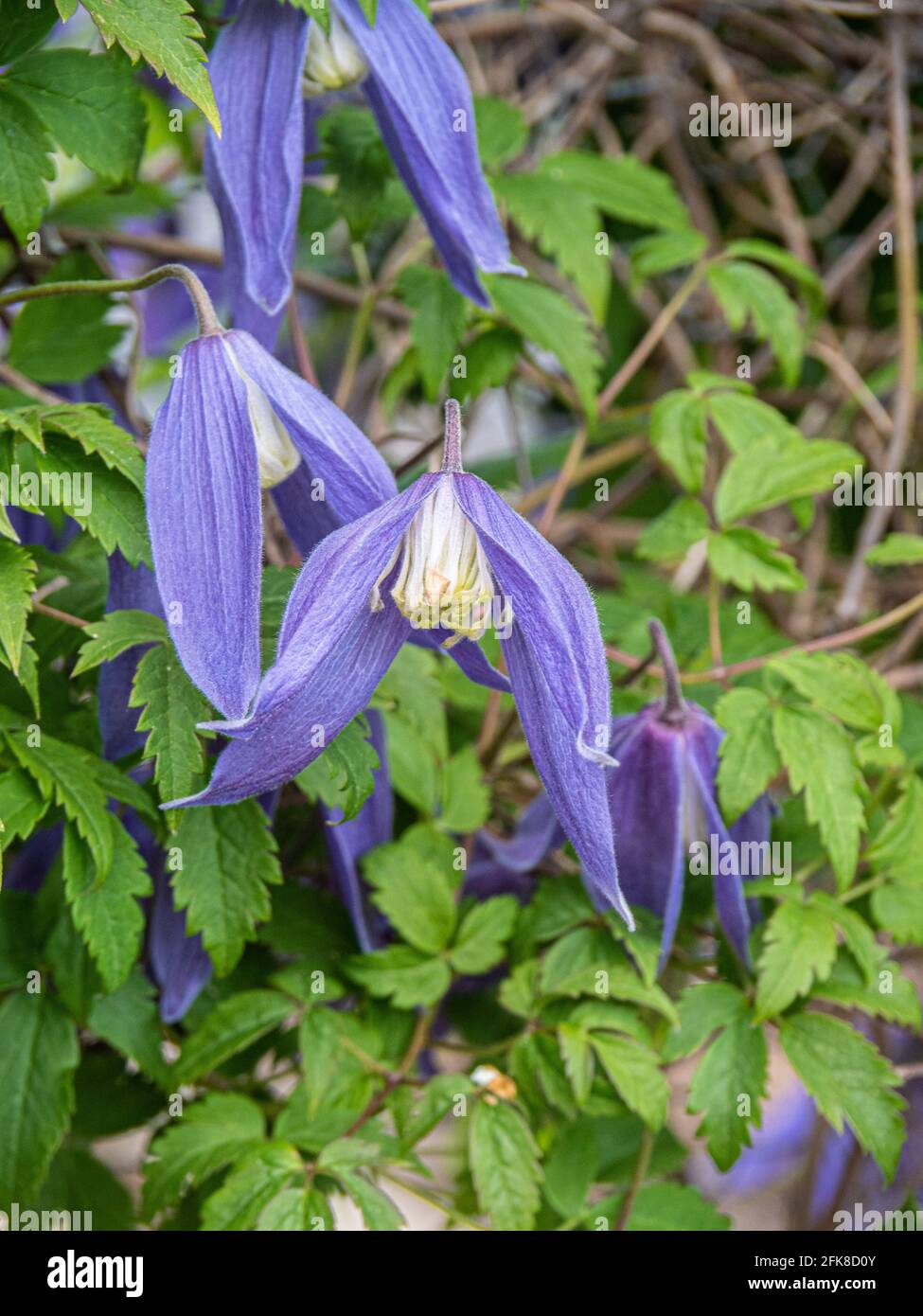 Un primo piano dei fiori blu appesi sinuosi di Clematis alpina Ballerina Blu Foto Stock