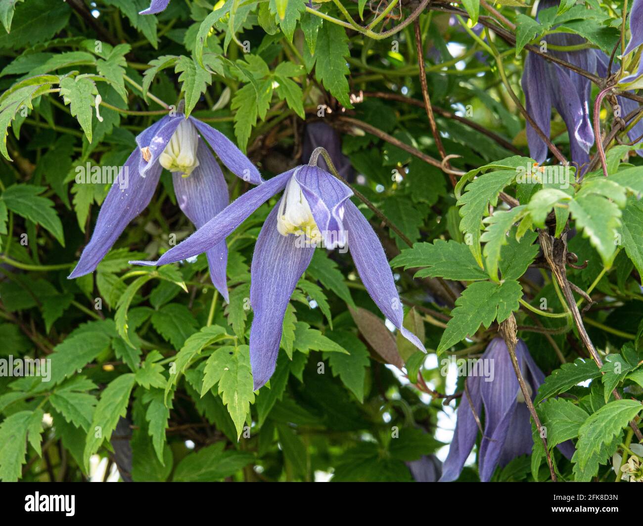 Un gruppo dei fiori blu pendenti di Clematis Alpna Blue Dancer Foto Stock