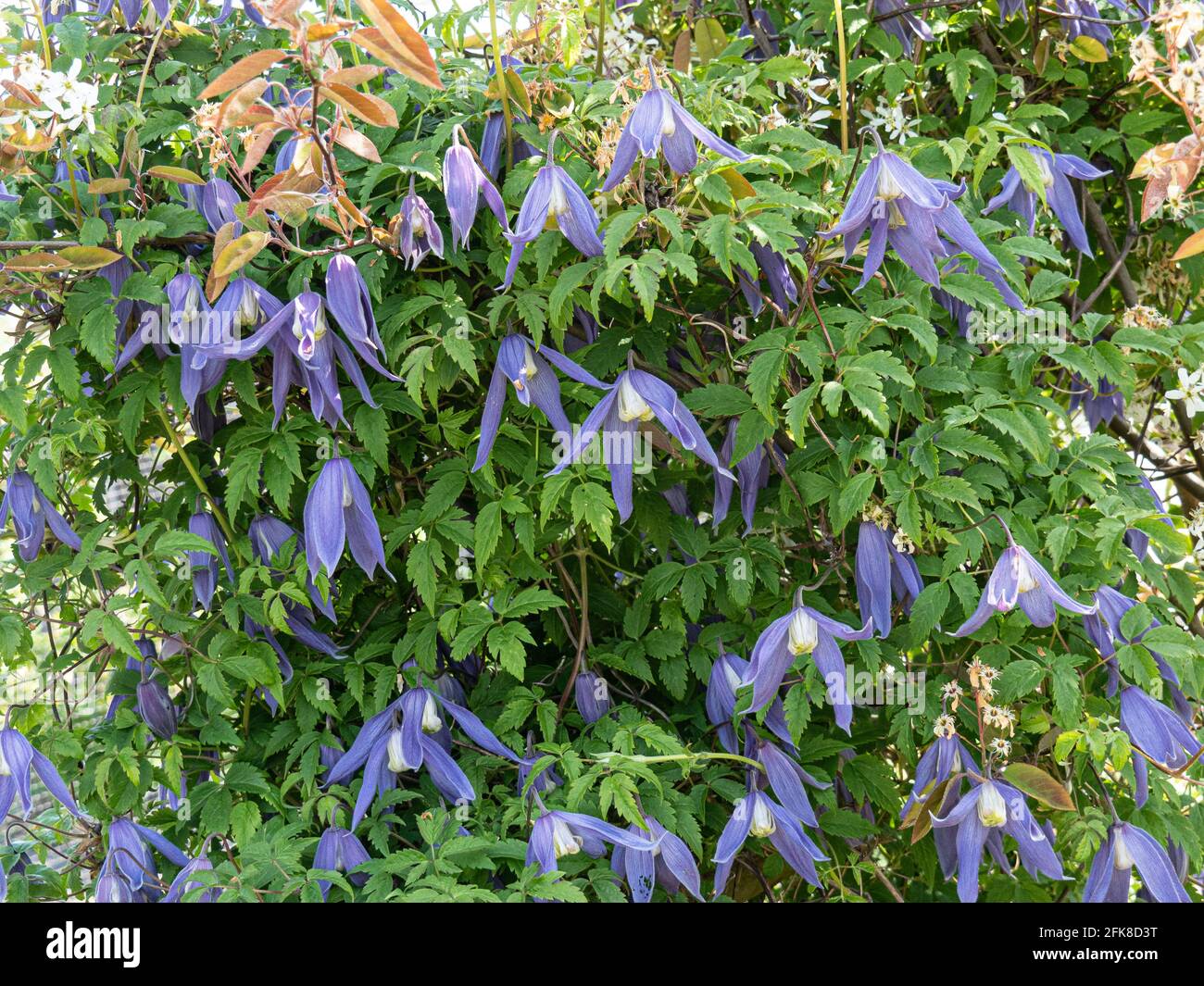 Un gruppo dei fiori blu pendenti di Clematis Alpna Blue Dancer Foto Stock