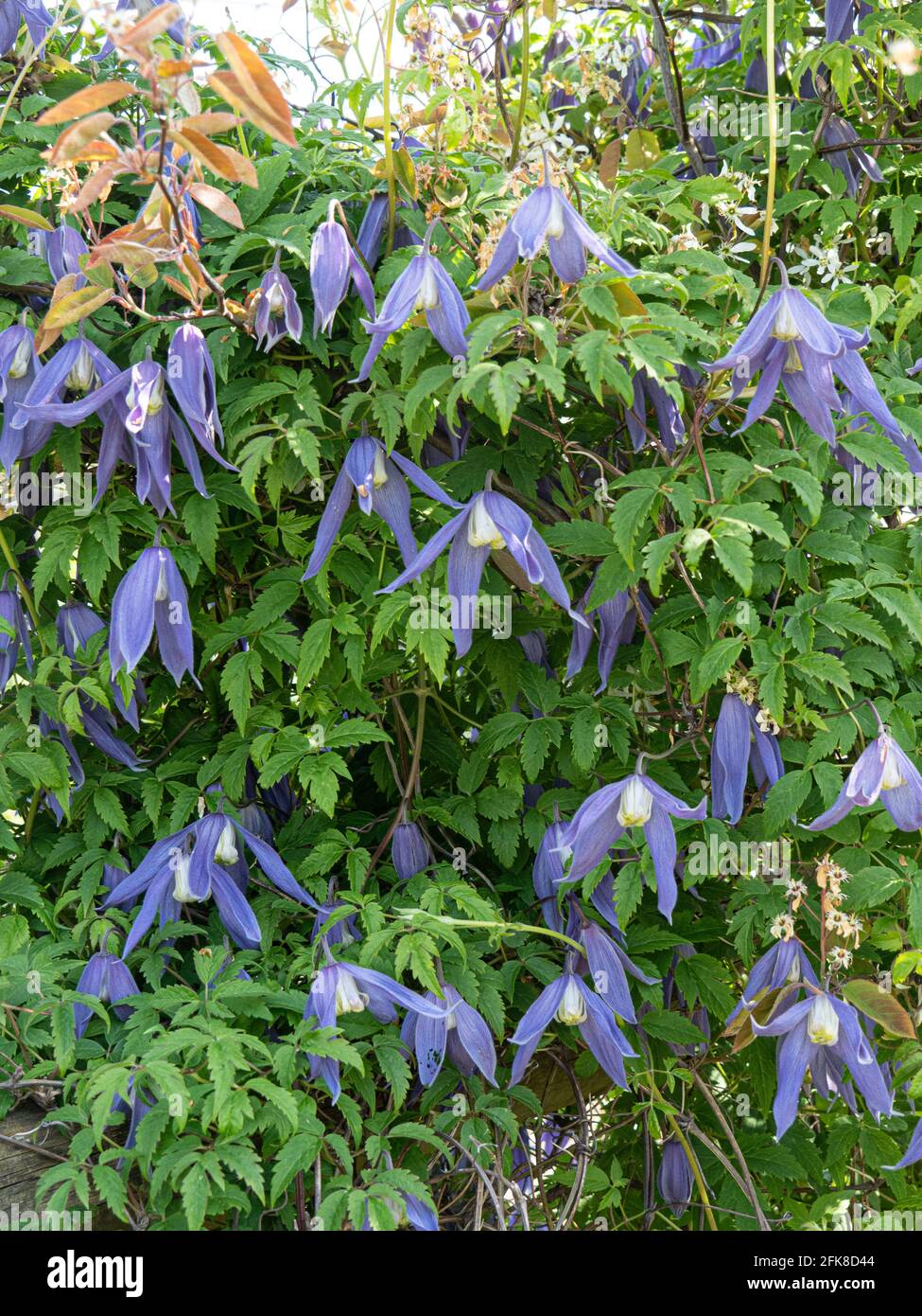 Un gruppo dei fiori blu pendenti di Clematis Alpna Blue Dancer Foto Stock