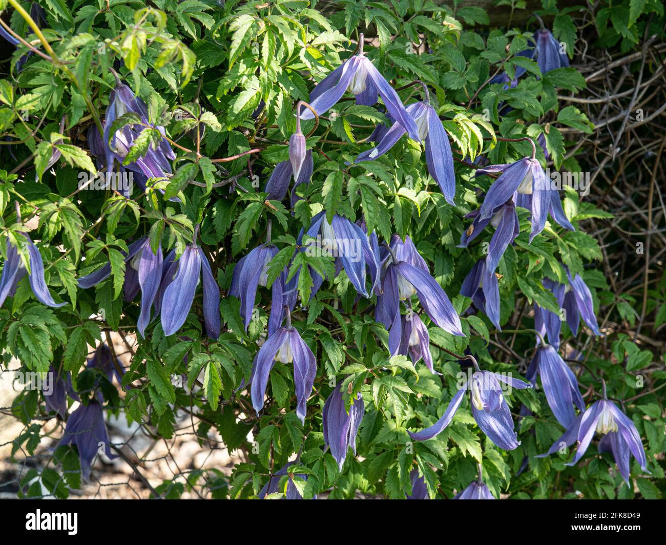 Un gruppo dei fiori blu pendenti di Clematis Alpna Blue Dancer Foto Stock