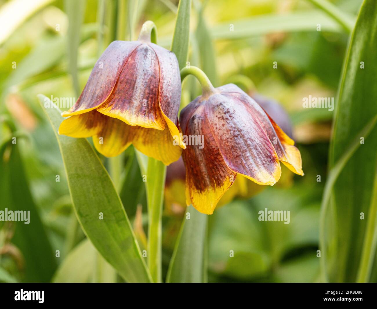 Un primo piano di 2 mogano e campana gialla a forma di Fiori di Fritillaria michailovski Foto Stock