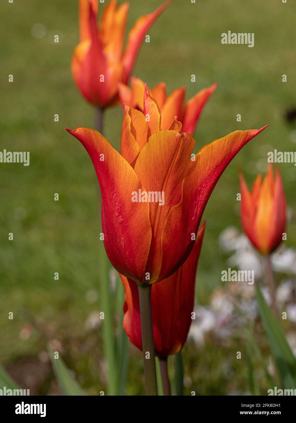 Un primo piano di un gruppo di fiori del Tulipano arancione Ballerina Foto Stock