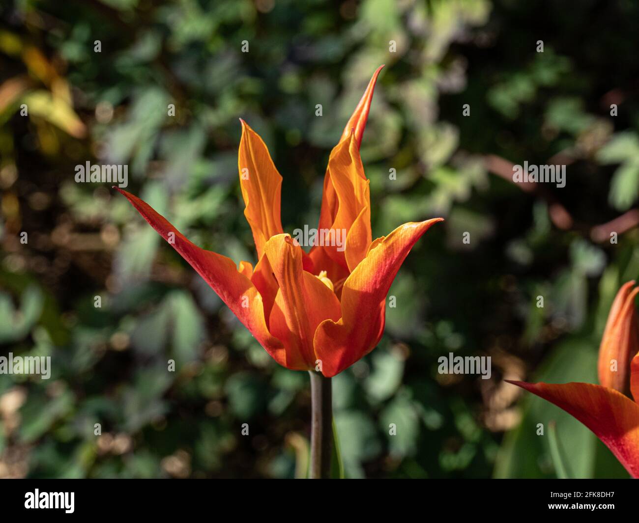 Un primo piano di un singolo fiore dell'arancio Tulip Ballerina Foto Stock