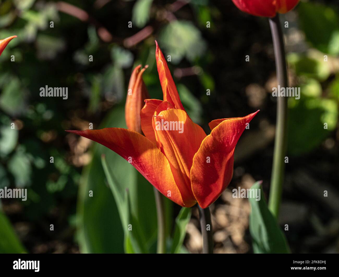 Un primo piano di un singolo fiore dell'arancio Tulip Ballerina Foto Stock