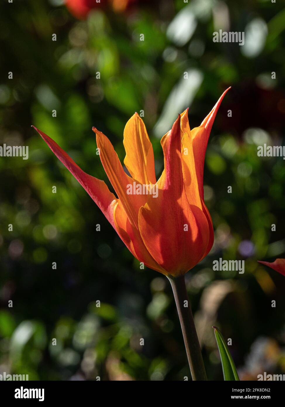 Un primo piano di un singolo fiore dell'arancio Tulip Ballerina Foto Stock