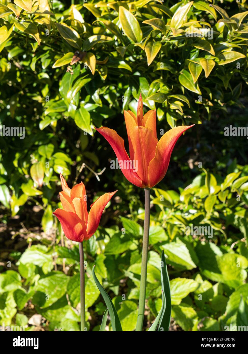 Un primo piano di un singolo fiore dell'arancio Tulip Ballerina Foto Stock