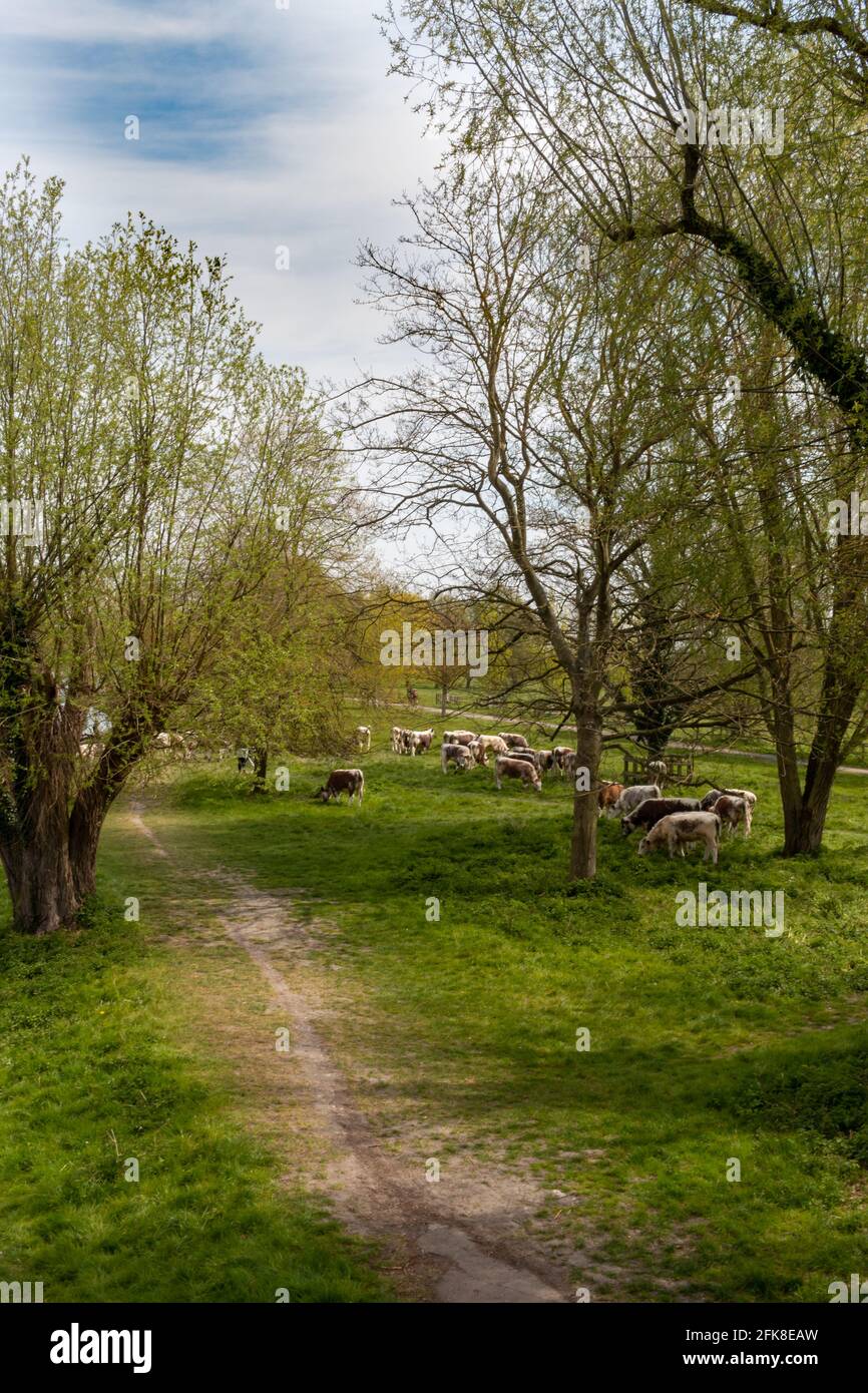 Percorso lungo il fiume Cam, attraverso i salici alberi e passato alcune mucche a Stourbridge Common, Cambridge, UK Foto Stock