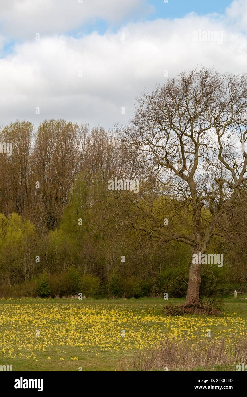 Cowslips (Primula veris) fiorente sotto un albero in una dell in primavera nel Trumpington Meadows Country Park, Cambridge, Regno Unito. Foto Stock