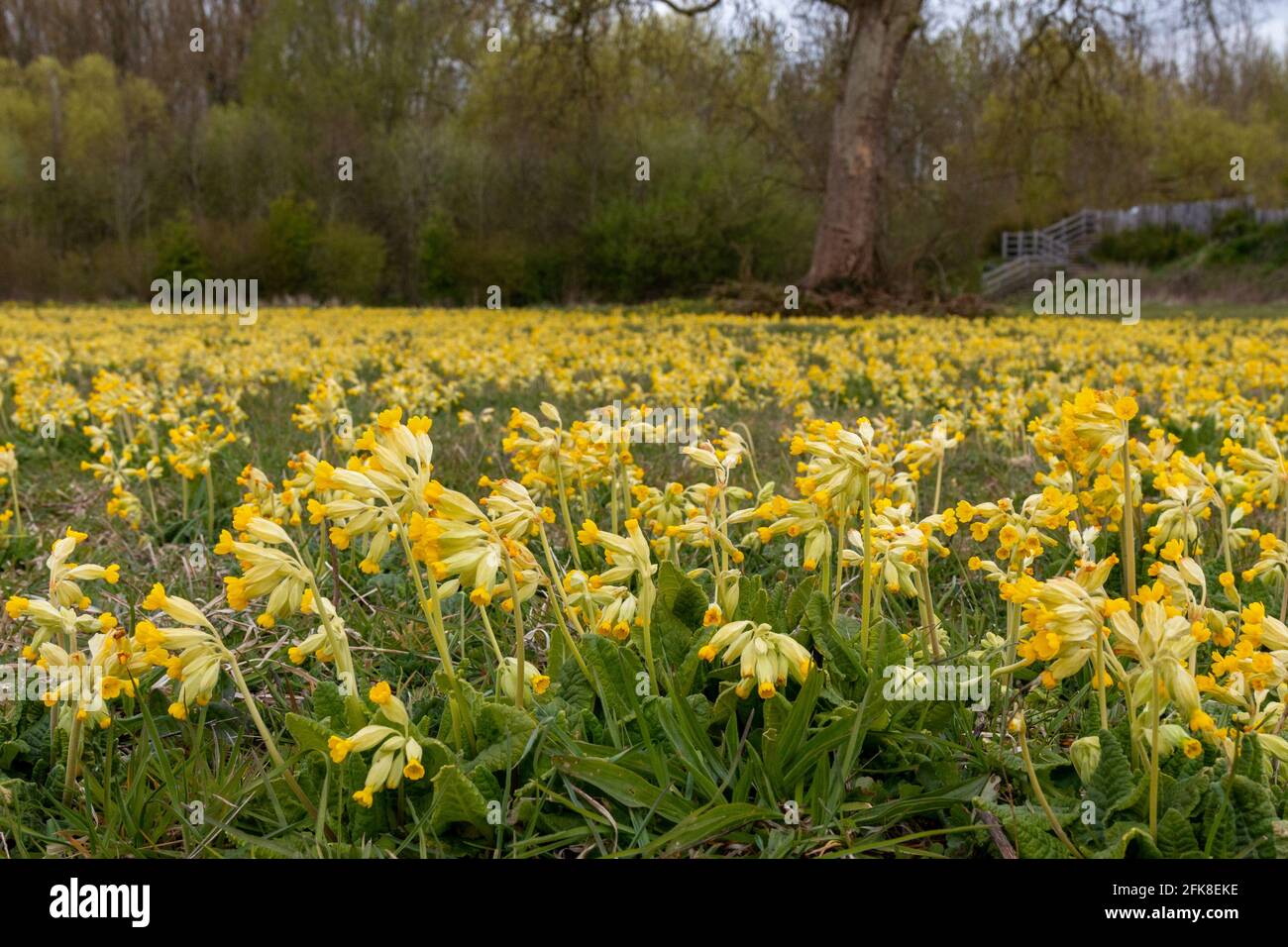 Cowslips (Primula veris) fiorente in primavera nel Trumpington Meadows Country Park, Cambridge, Regno Unito. Foto Stock